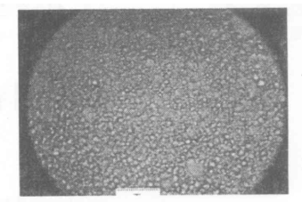 40%LC的PDLC在200倍显微镜下照片标尺为125微米