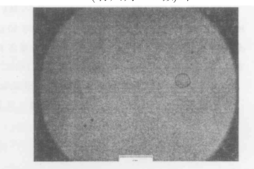 50%LC的PDLC在200倍显微镜下照片标尺为125微米
