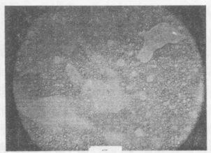 60%LC的PDLC在200倍显微镜下照片标尺为125微米